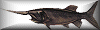 paddle fish button