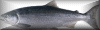 salmon button