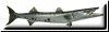 baracuda button