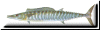 wahoo button