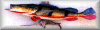peacock bass