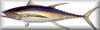 tuna
