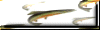 rainbow trout  button