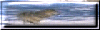 snowy wolf