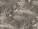 loon background