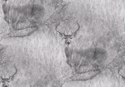 grey scale buck background