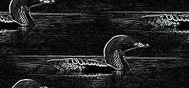 loon background