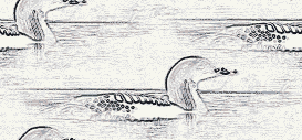 common loon background