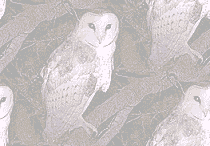 owl background