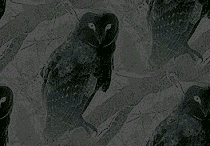 dark owl background