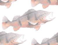 Peacock Bass background