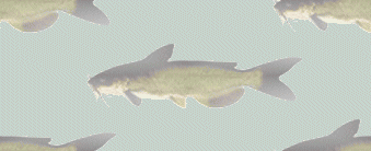 Catfish Hangouts Do you know where they are?