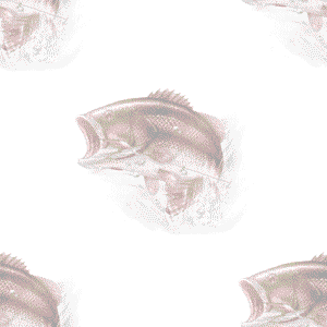 Largemouth Bass