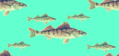 More walleye