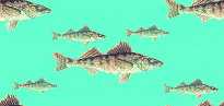 Walleye abound