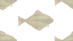 Just for the Halibut