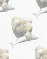 bear with fish backgound