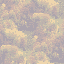 forest wallpaper