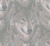 wolf background