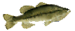 non transparent bass