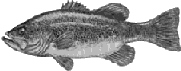 black and white bass