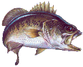 largemouth bass