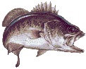 bass