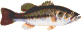 colorful bass
