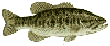 smallie