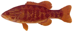 smallie