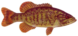 smallmouth bass