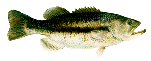 bass fishing