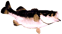 bass