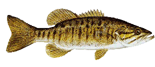 smallmouth bass