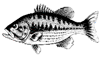 spotted bass