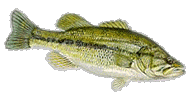 largie