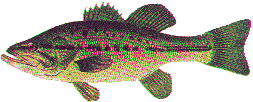 largemouth bass