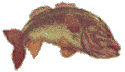 bass