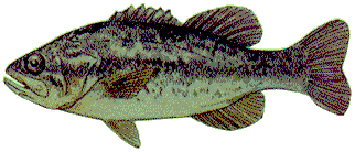 largemouth bass fishing