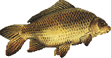 carp