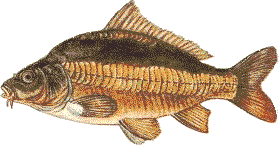 carp