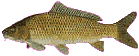carp