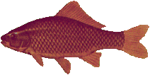 nice carp