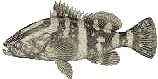 grouper