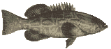 grouper clip art