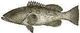 grouper