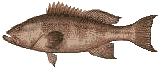 grouper graphics