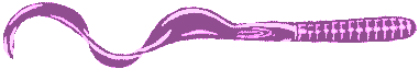 worm dividers