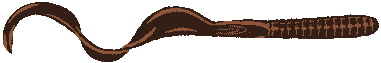 brown worm