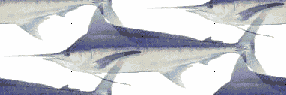 marlin background